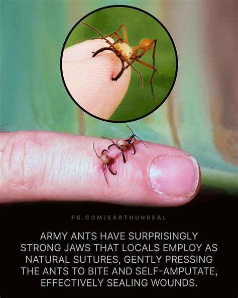 Army Ants : r/tinyanimalsonfingers