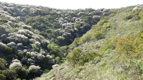 Mediterranean Forest, Woodland, and Scrub Forest — Ecology Pocket Guide