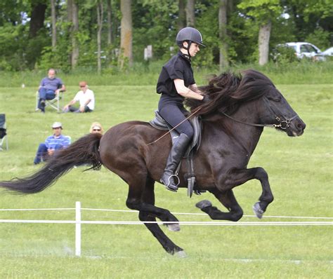 Blessi ngs--Life with an Icelandic Horse: Gaits of the Icelandic Horse