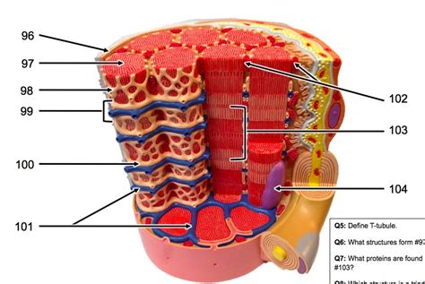 muscle cell model Diagram | Quizlet