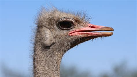 Big Birds Can't Fly | About | Nature | PBS