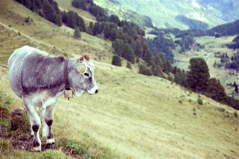 Free stock photo of animal, cattle, countryside