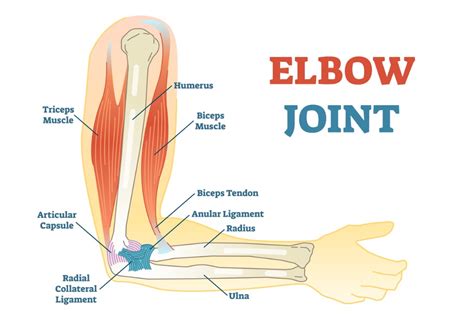 Anatomy, Pathology & Treatment of the Elbow Joint - Articles & Advice ...