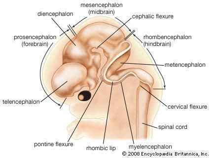 What Is The Role Of The Hindbrain - slideshare