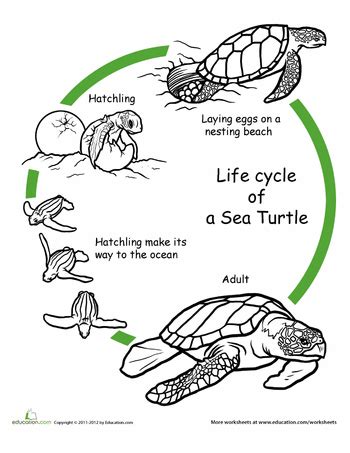 Life Cycle of a Turtle - IrvinrilloHobbs