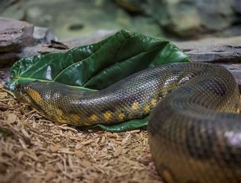 Green Anaconda - Milwaukee County Zoo