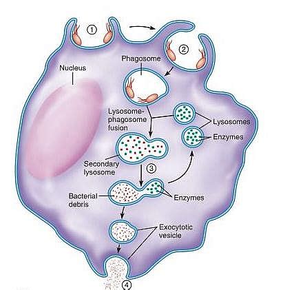 Lysosome in a Cell - Function, Structure and Diagram