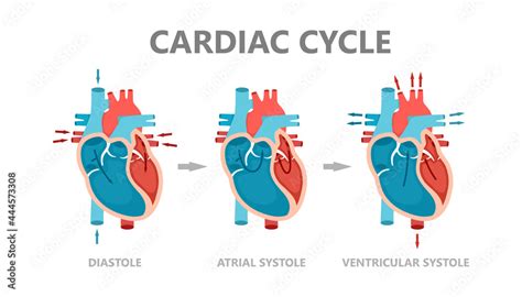 Phases of the cardiac cycle - diastole, atrial systole and atrial ...