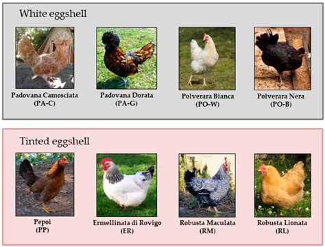 Animals | Free Full-Text | Egg Quality of Italian Local Chicken Breeds ...