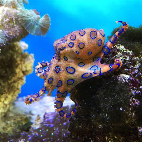 Blue ringed Octopus / Hapalochlaena Lunulata | REEF2REEF Saltwater and ...