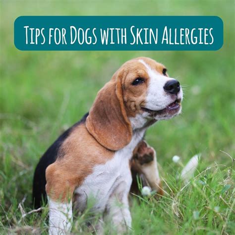 Tips to help Dog Skin Allergies - Naturo Pet Foods