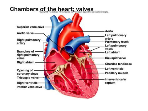 PPT - The cardiovascular system Structure of the heart The cardiac ...