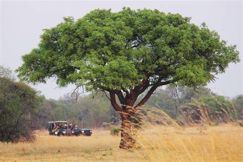 Free Images : tree, branch, sunrise, morning, adventure, dawn, wildlife ...