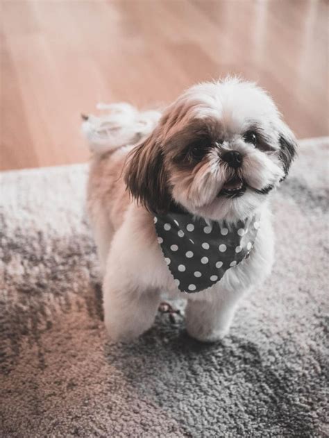 Shih Tzu Clothing & Apparel - Do you need it? - Shihtzu Time | Dog ...