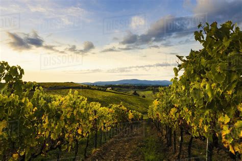 Wine Grape Vineyard, Near Poggibonsi; Tuscany, Italy - Stock Photo ...