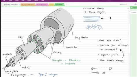 Tendon anatomy - YouTube