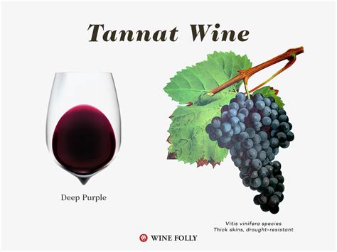 It’s Tannat Day – All You Need to Know About It! – VINOSCOPE