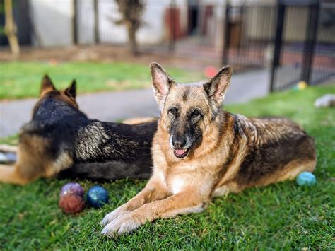 Training German Shepherd Puppies – All You Need to know | Bark Collar ...