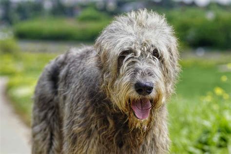 Wire Haired Dog Breeds – KeepingDog