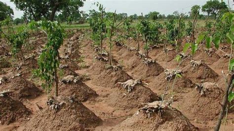 How to plant yam in Nigeria