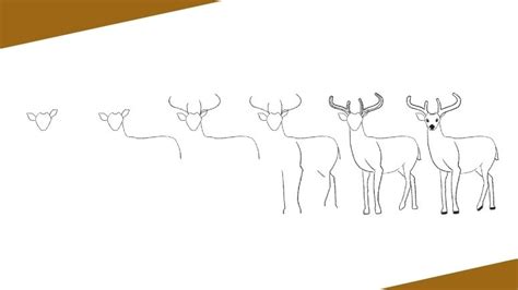 How to Draw a Deer (Easy Step by Step with Pictures) - Jae Johns