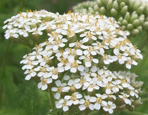 Yarrow - Achillea millefolium 20 seed heads - Annual & Biennial Seeds