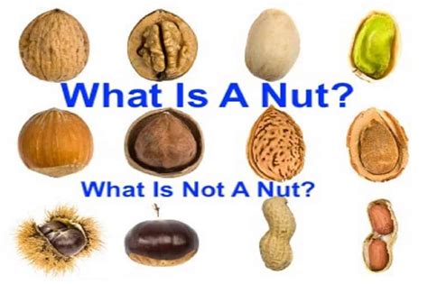 What Is A Nut? What Is Not A Nut? How To Tell The Difference