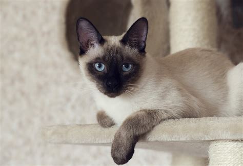 Superb Siamese Cat Names: 325 Sassy, Splendid & Superb Kitten Names ...