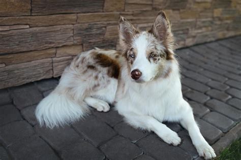 Red Merle Border Collie: Facts, Genetics More (With, 57% OFF