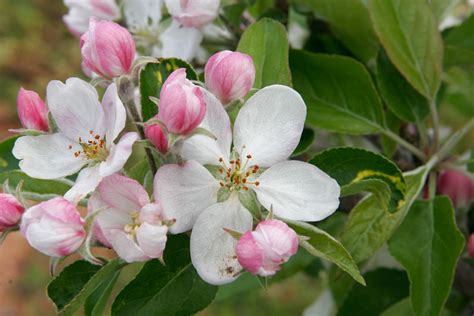 Flowers & Planets: Apple Blossom Lovely