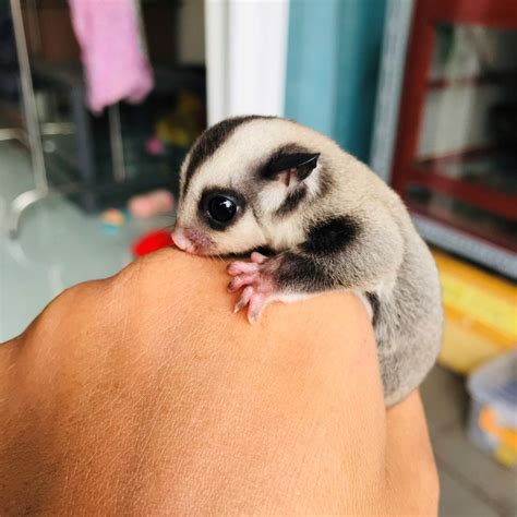 Shop Bán Sóc Bay Úc Sugar Glider Nhập Khẩu [CHẤT LƯỢNG #1]