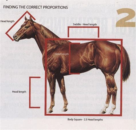 Proportions for good conformation in a horse using length of the head ...