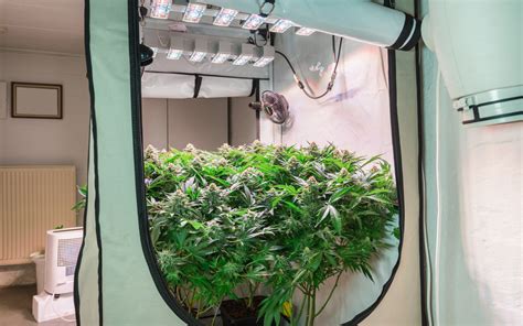 Why Ventilating Your Grow Tent is So Important?