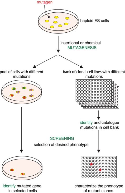 The use of haploid cells in genetic screening. A primary interest in ...