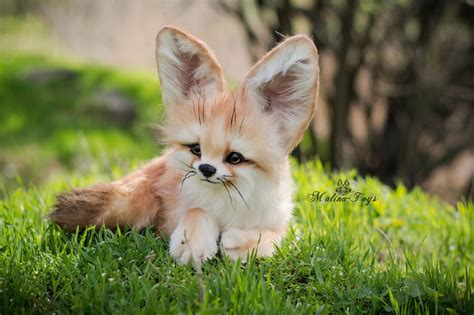 Baby Fennec Fox | Cute animals, Cute baby animals, Pet fox