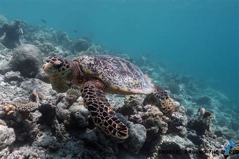 Snorkeling in Angaga Island Resort and Spa Maldives