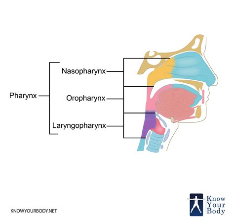 Pharynx - Function, Location, Anatomy, Muscles and FAQs