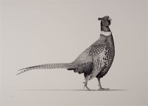 Pheasant Drawing at GetDrawings | Free download