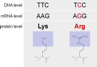 Missense Mutation — Definition & Examples - Expii