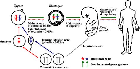 Basics and disturbances of genomic imprinting