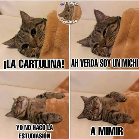 Pin by Eri CK on Gatos | Animal memes, Funny pictures, Funny animal ...