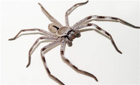 Huntsman spider (Sparassidae family) Page 1 of 0 - Australia ...