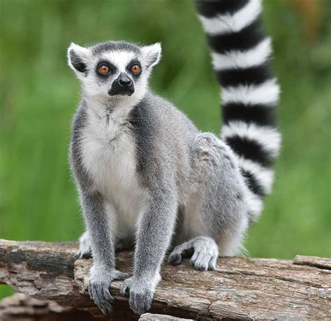 Ring Tailed Lemurs | Mountpanther Farm Park