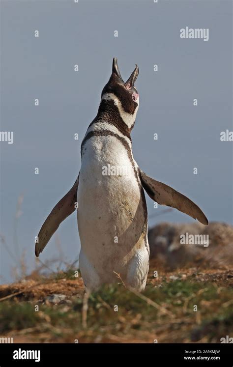 Magellanic Penguin (Spheniscus magellanicus) adult at breeding colony ...