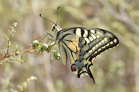 Papilionidae - Galerie et clés de détermination