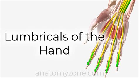 Lumbricals of the Hand - Origin, Insertion, Action, 3D Model | AnatomyZone