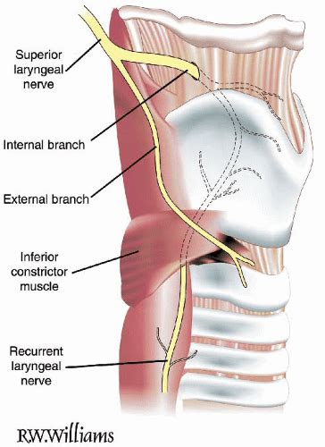 Applied Functional Anatomy of the Airway | Anesthesia Key