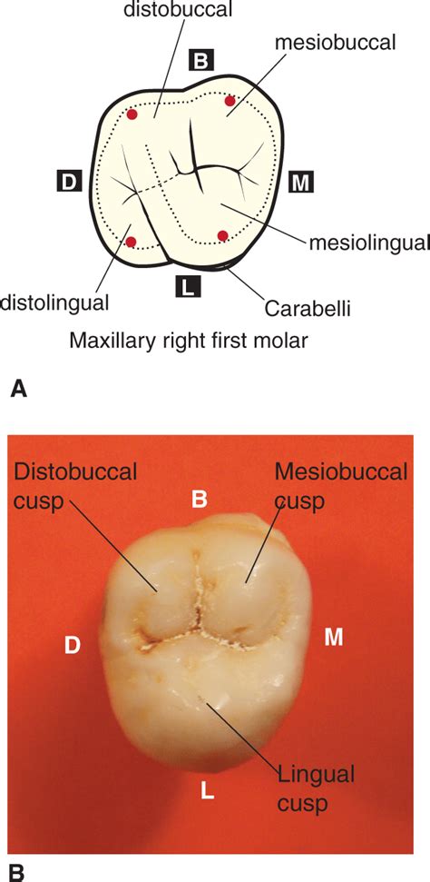 Type traits that differentiate maxillary second from first molars ...