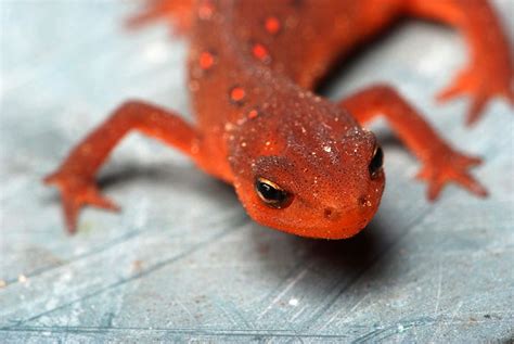 Eastern Newt | Animals, Reptiles and amphibians, Amphibians