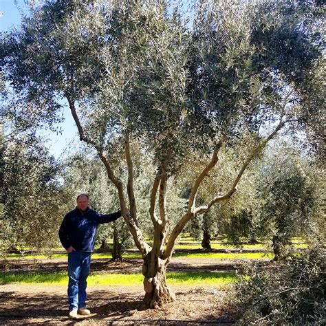 Large Olive Trees for Sale in California (530) 524-8780